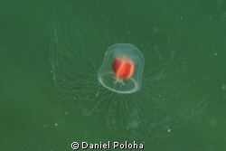 Cropped image of a tiny jellyfish (less than 2cm). by Daniel Poloha 